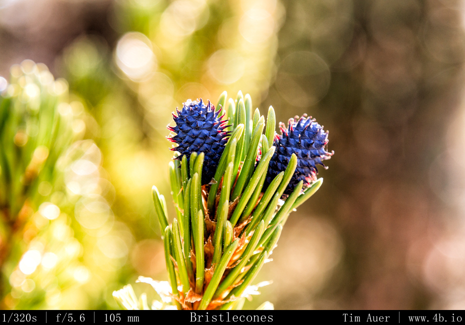 Bristlecones, with their bristles