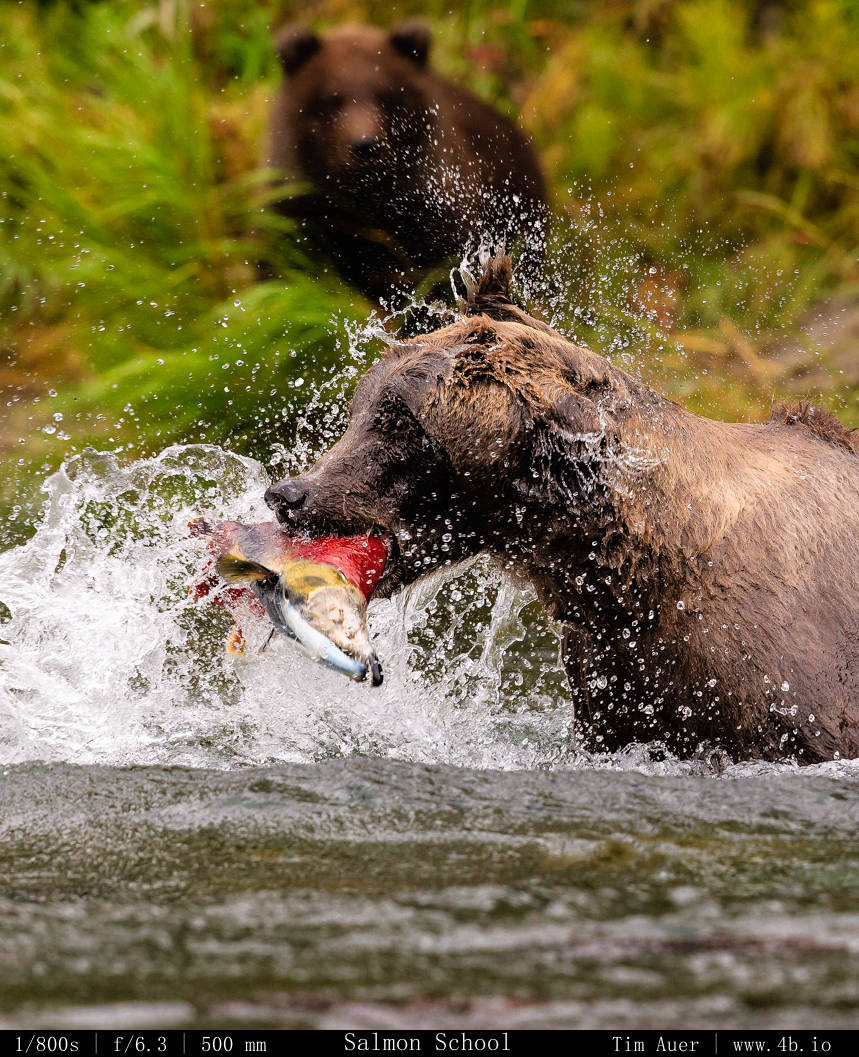 Mother fishing, cub learning