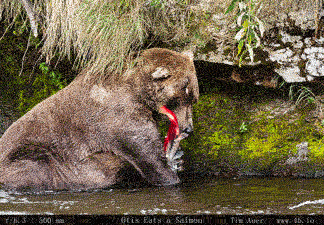 Animation of Otis eating a Salmon. Click through image for entire sequence and higher resolution download. Might be a bit slow, so be patient