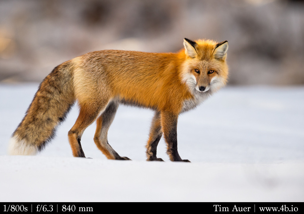 Backlit Fox