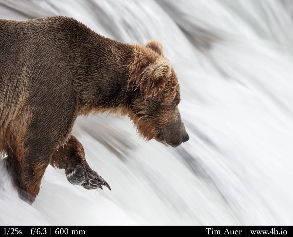 A bear stand motionless on the top of a rushing waterfall, hold her paw up and ready to swipe a jumping salmon out of the air.  It is amazing feat of strength that this bear is able to stand so still in such a rushing torrent. 