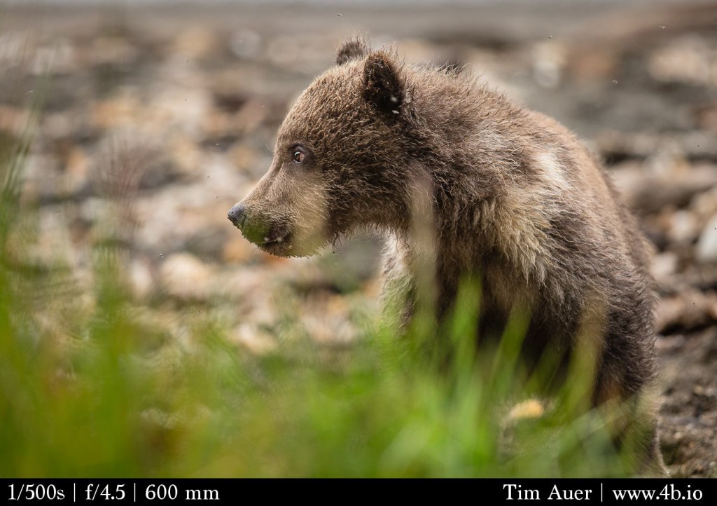 Cub Profile