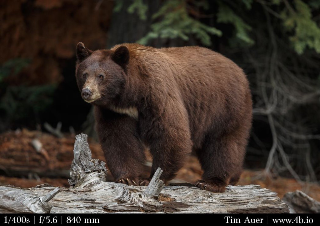 Memorial Day California Bears, Sequoia National Park The 4b.io Nature