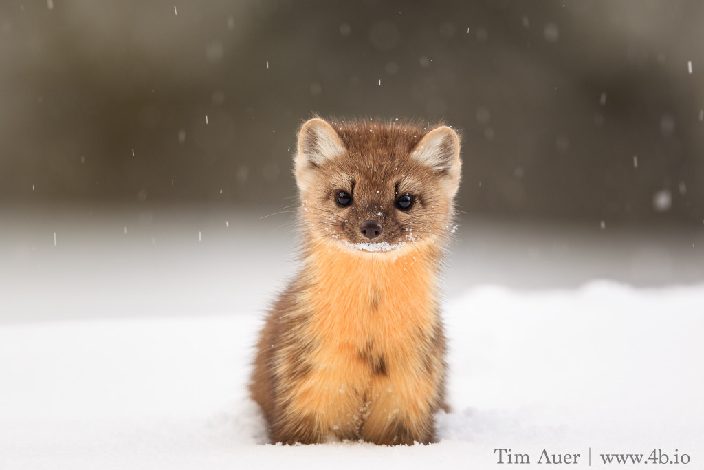 Eye to Eye: American Marten